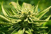 Das Horoskop zum Cannabisgesetz